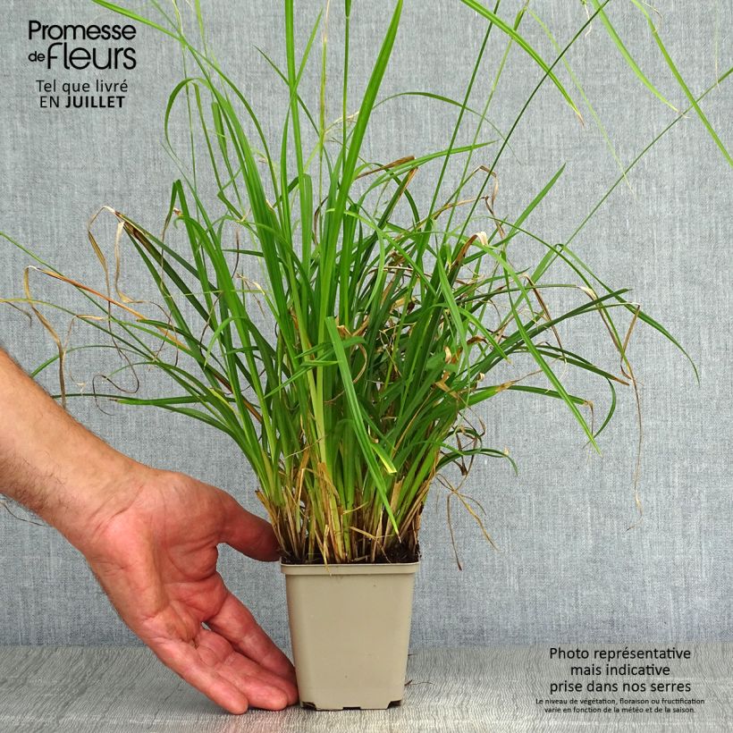 Carex oshimensis EverColor Everlime - Oshima Sedge 8/9 cm pot sample as delivered in summer
