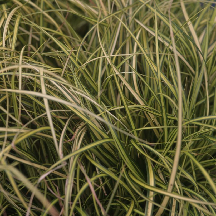 Carex oshimensis Eversheen - Oshima Sedge (Foliage)