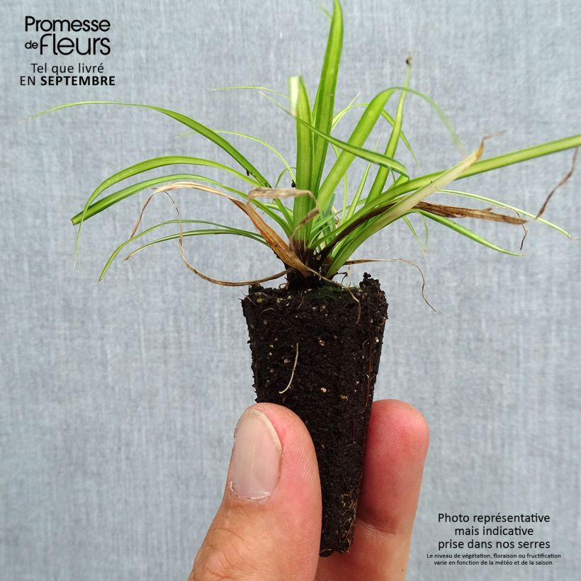 Carex oshimensis Eversheen - Oshima Sedge Plug plant 3/4cm sample as delivered in autumn