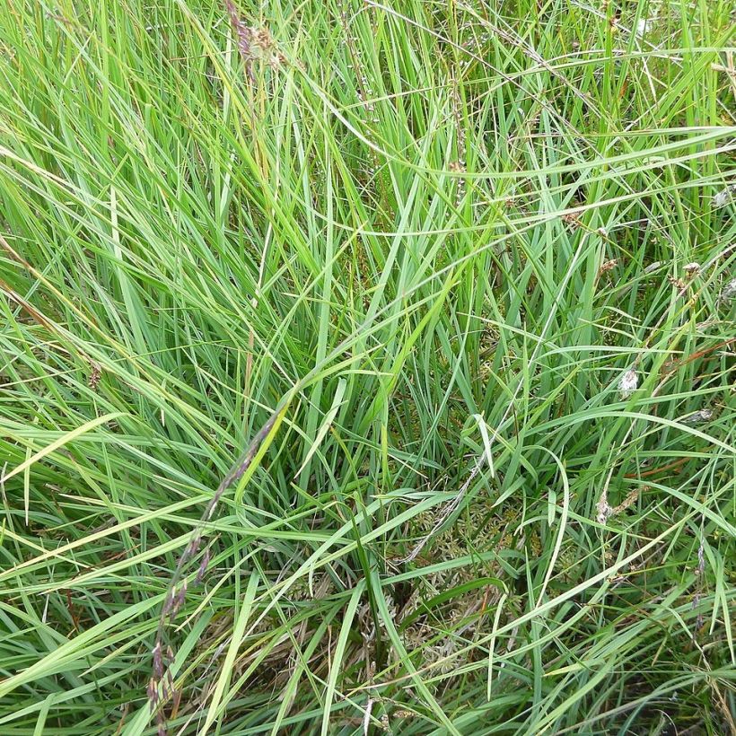 Carex panicea (Foliage)