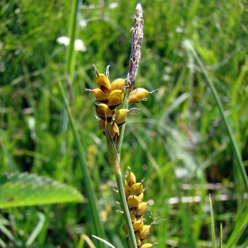Carex panicea (Flowering)
