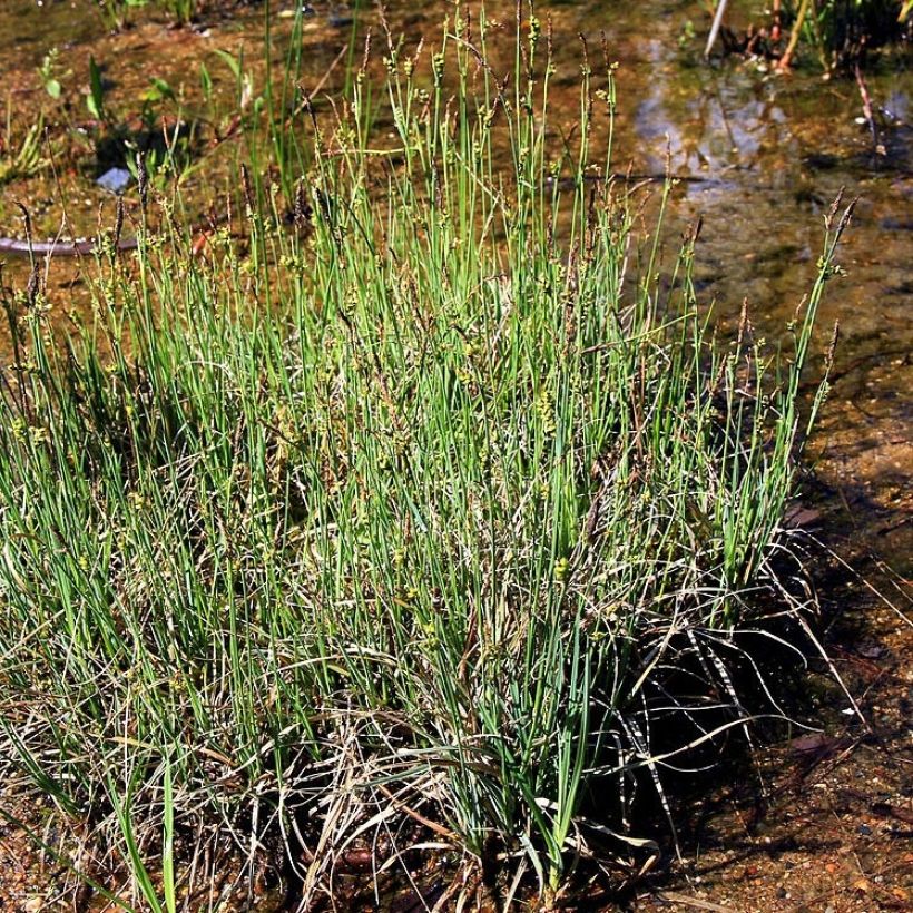 Carex panicea (Plant habit)