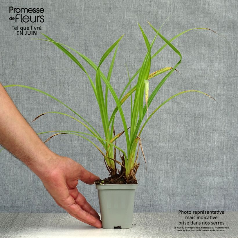 Carex pendula 8/9 cm pot sample as delivered in summer
