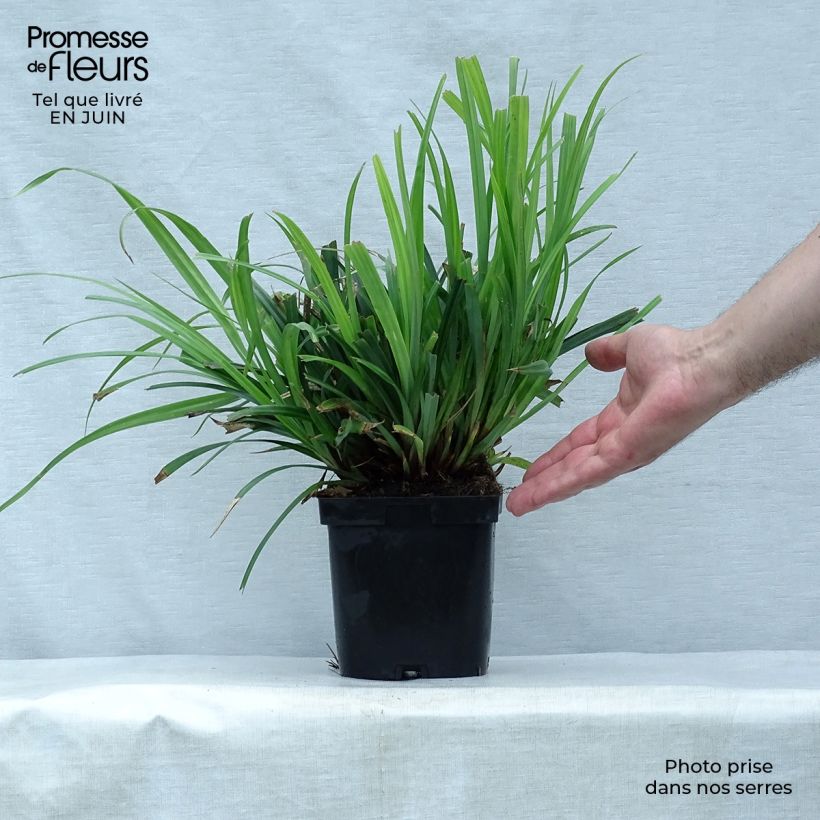Carex pendula 2L/3L pot sample as delivered in summer