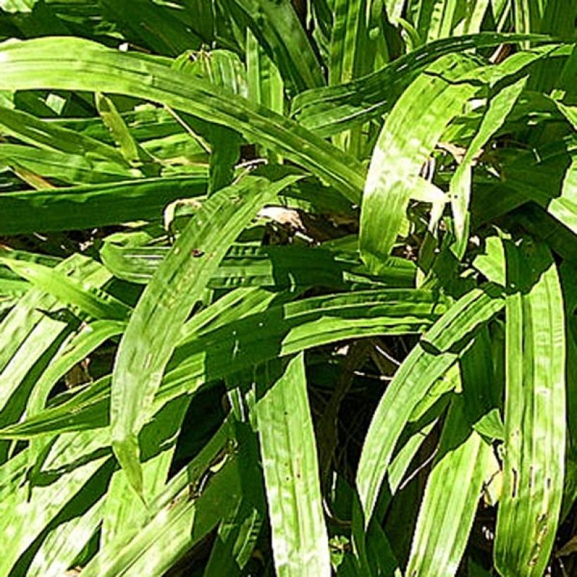 Carex plantaginea (Foliage)