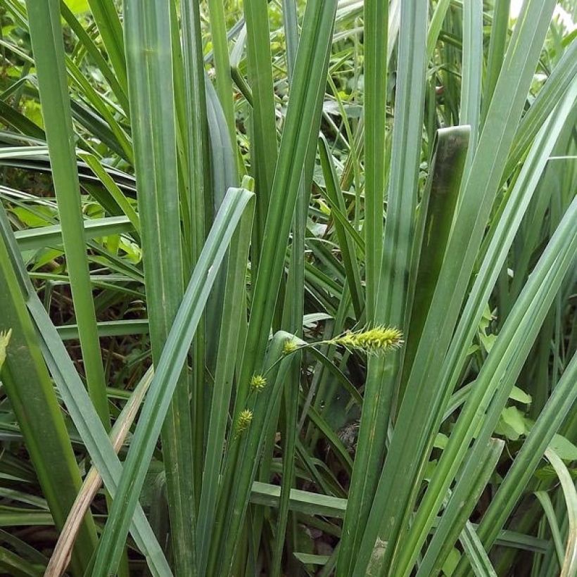 Carex riparia (Foliage)
