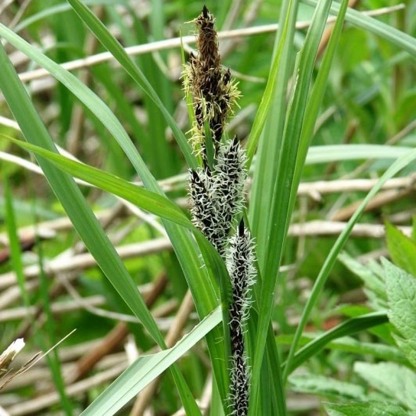 Carex riparia (Flowering)