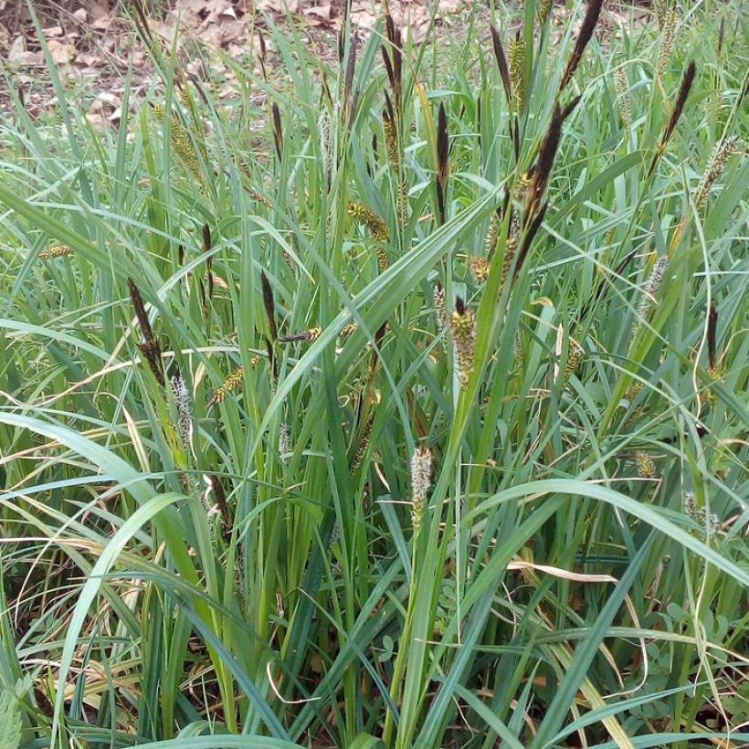 Carex riparia (Plant habit)