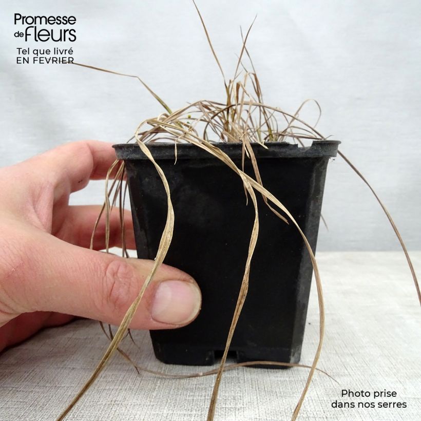 Carex riparia Variegata 8/9 cm pot sample as delivered in winter