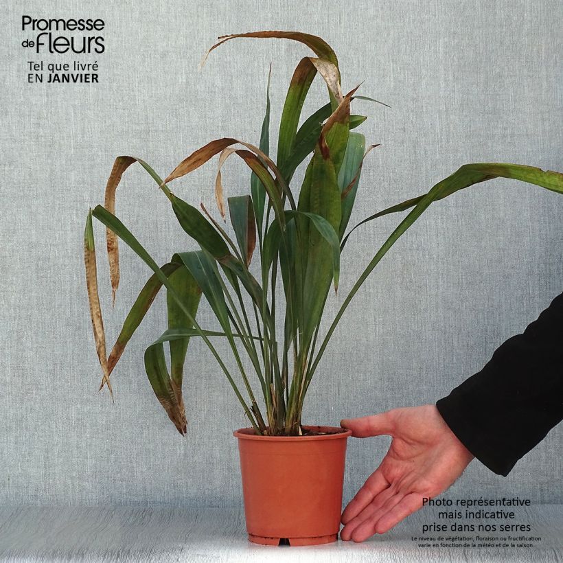 Carex scaposa - Laîche de Chine en pot de 1L/1.5 sample as delivered in winter