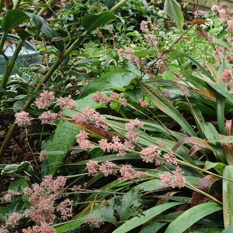 Carex scaposa (Plant habit)