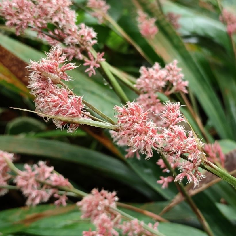 Carex scaposa (Flowering)
