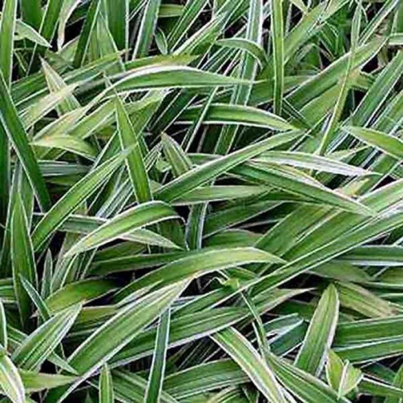 Carex siderosticta Variegata (Foliage)