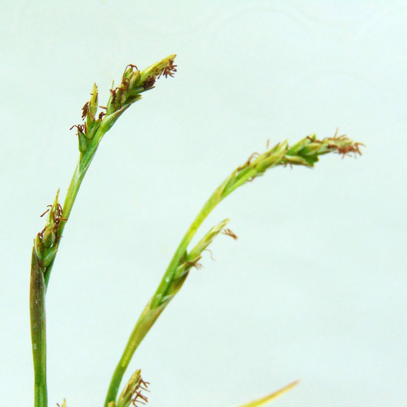 Carex siderosticta Variegata (Flowering)