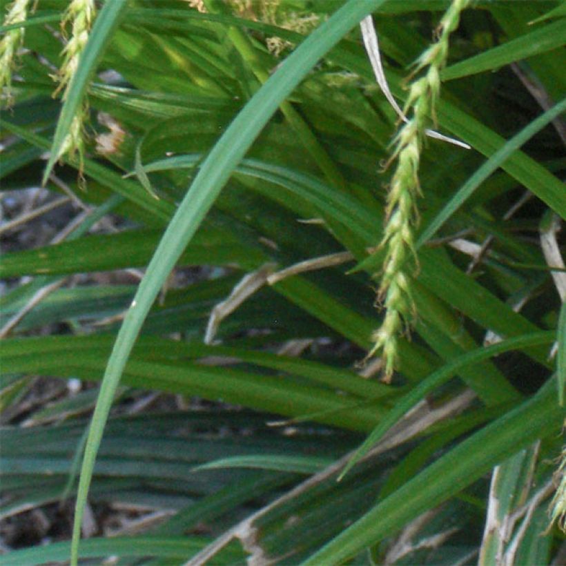 Carex sylvatica - Wood Sedge (Foliage)