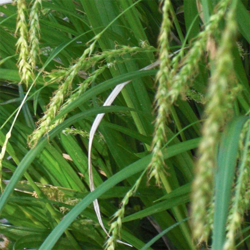 Carex sylvatica - Wood Sedge (Flowering)