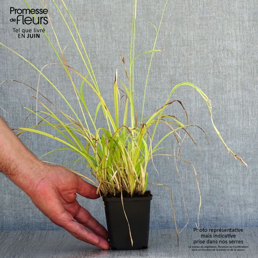 Carex sylvatica - Wood Sedge 8/9 cm pot sample as delivered in summer