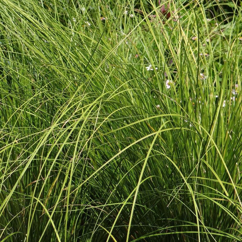 Carex testacea Lime Shine (Foliage)