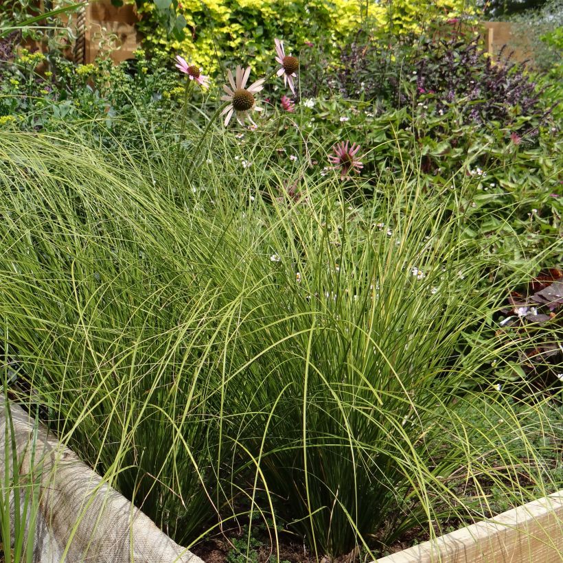 Carex testacea Lime Shine (Plant habit)