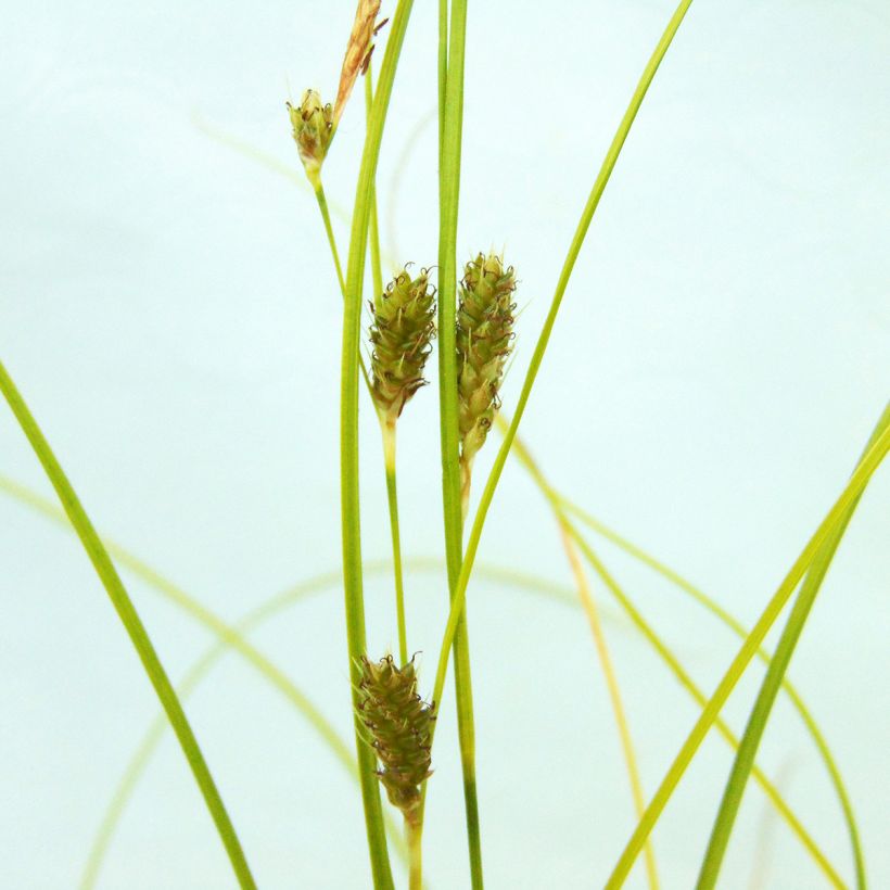 Carex testacea Lime Shine (Flowering)