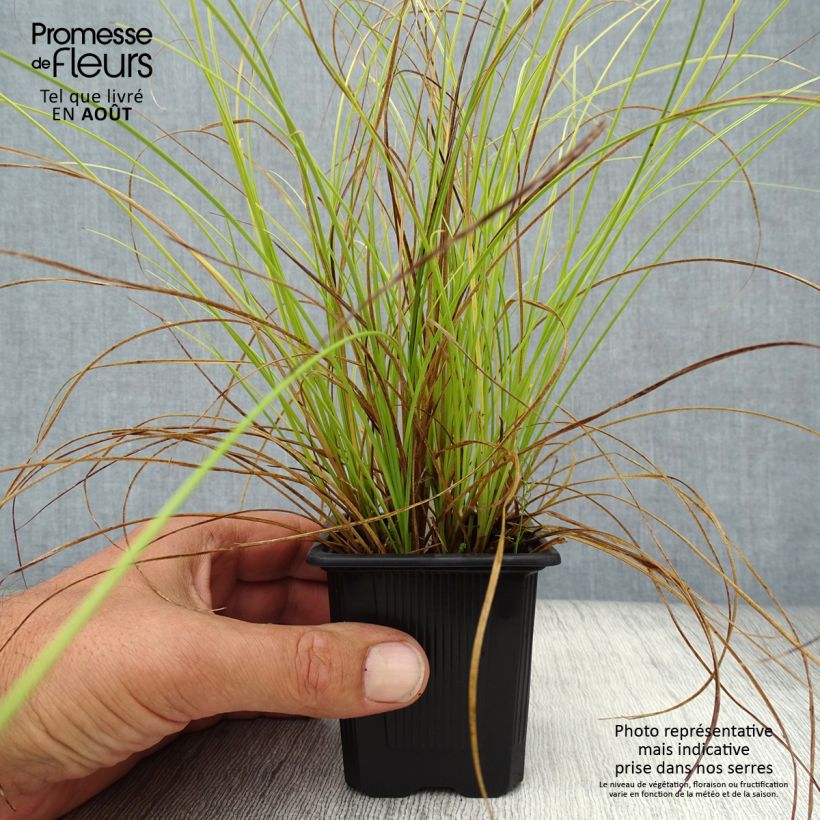 Carex testacea Lime Shine 8/9 cm pot sample as delivered in summer