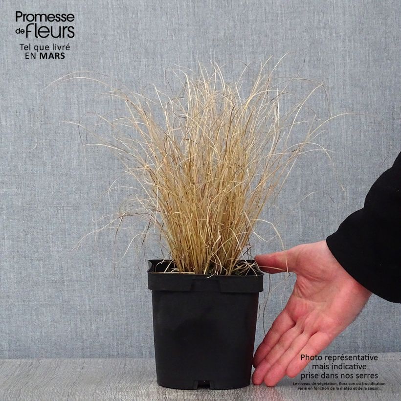 Carex testacea Lime Shine 2L/3L pot sample as delivered in winter