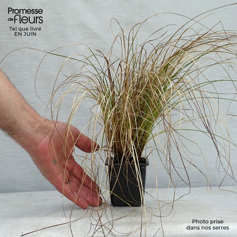 Carex testacea Prairie Fire 8/9 cm pot sample as delivered in summer