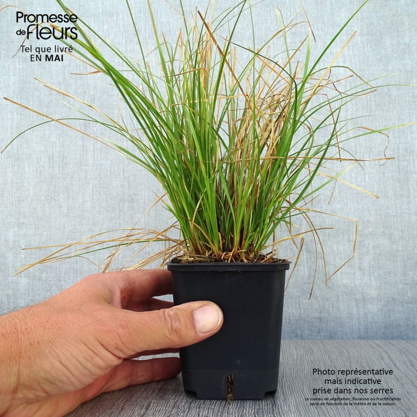 Carex testacea Prairie Fire sample as delivered in spring