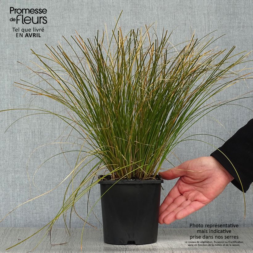 Carex testacea Prairie Fire sample as delivered in spring
