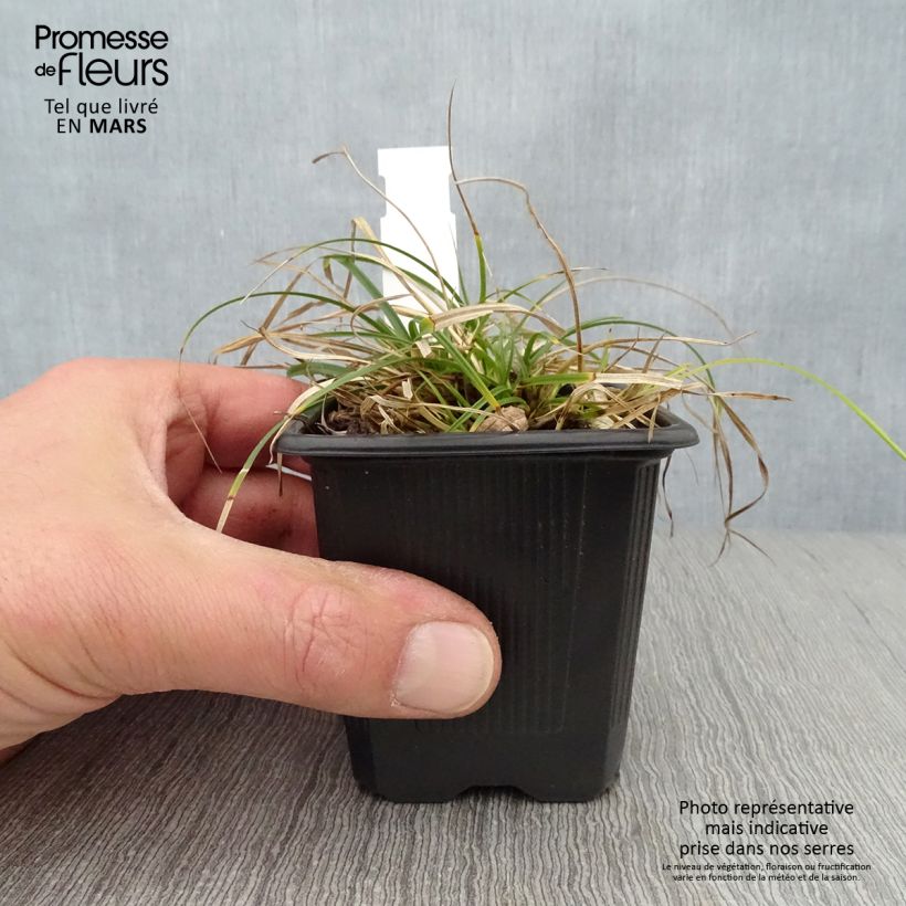 Carex umbrosa sample as delivered in spring