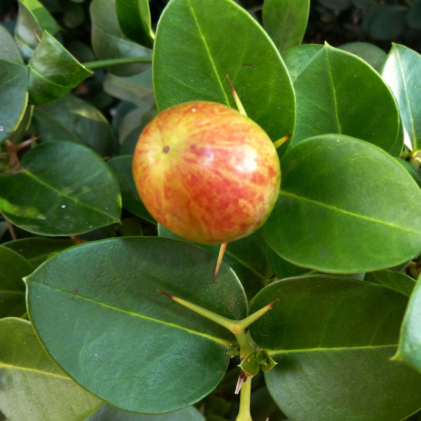 Carissa macrocarpa (Harvest)