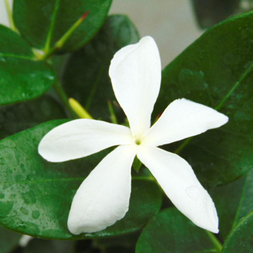 Carissa macrocarpa (Flowering)