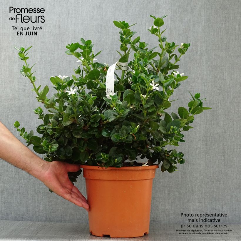 Carissa macrocarpa 7.5L/10L pot sample as delivered in summer
