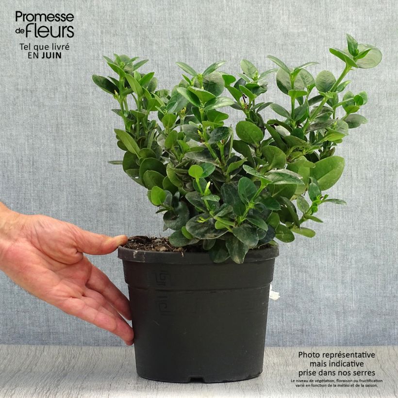 Carissa macrocarpa Prostrata 3L/4L pot sample as delivered in summer