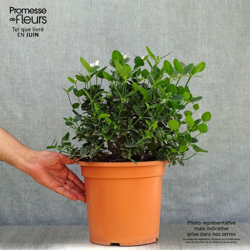 Carissa macrocarpa Prostrata 7.5L/10L pot sample as delivered in summer