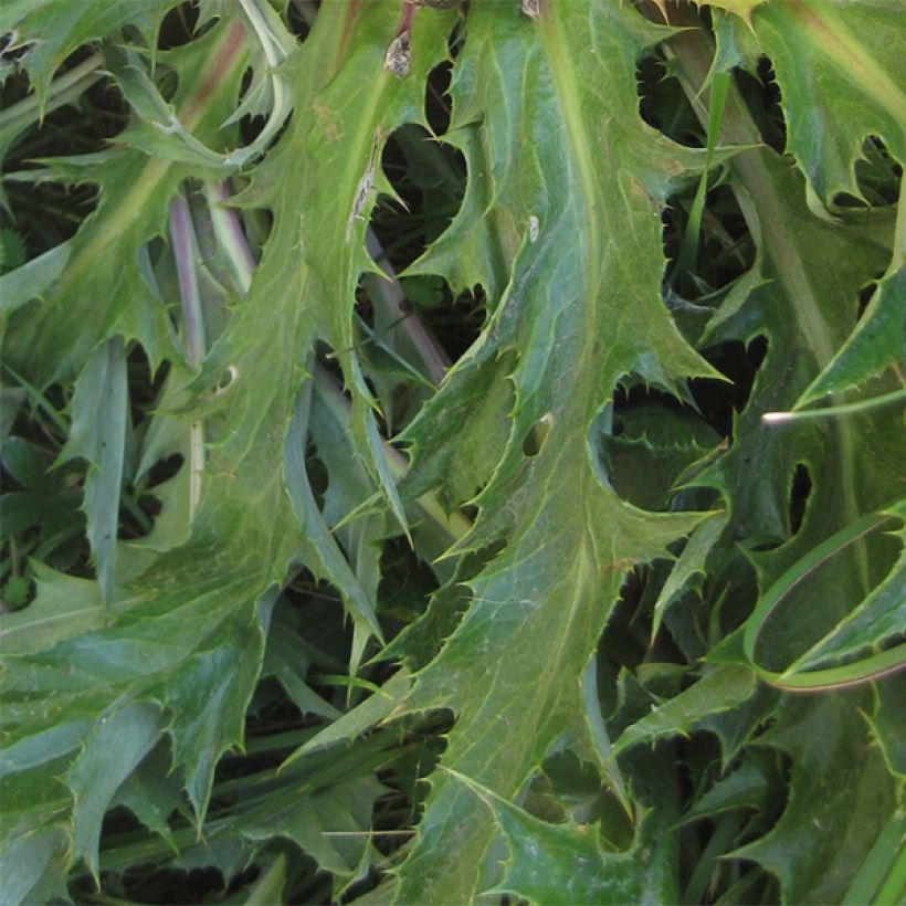 Carlina acanthifolia (Foliage)