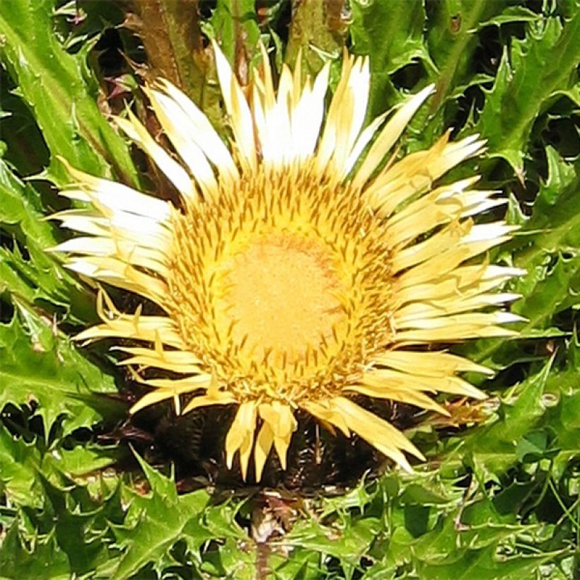 Carlina acanthifolia (Flowering)