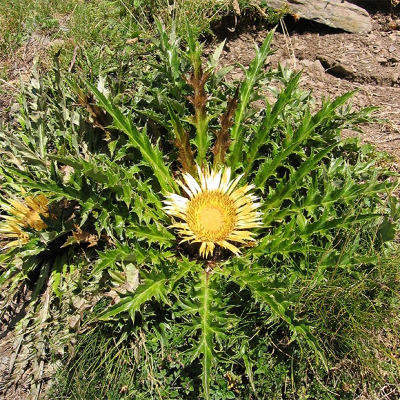 Carlina acanthifolia (Plant habit)