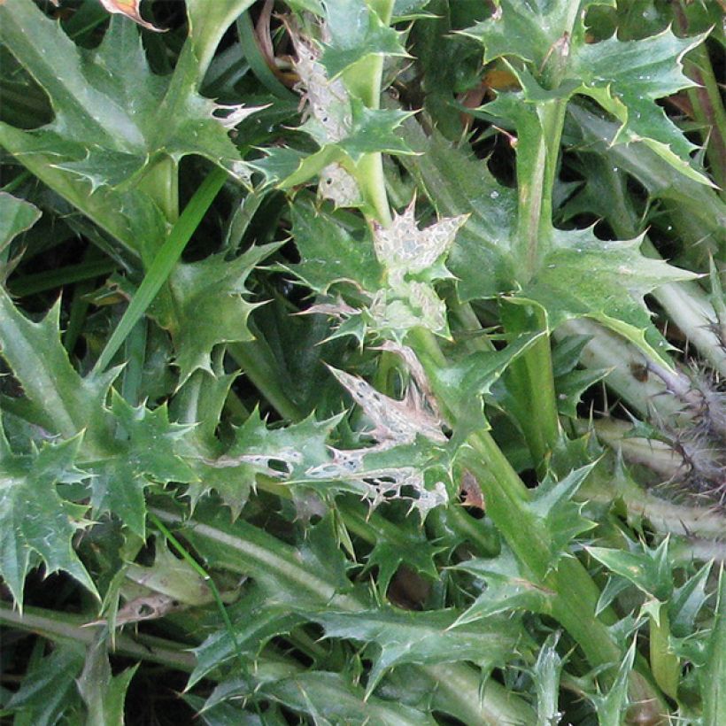 Carlina acaulis subsp. simplex Bronze (Foliage)