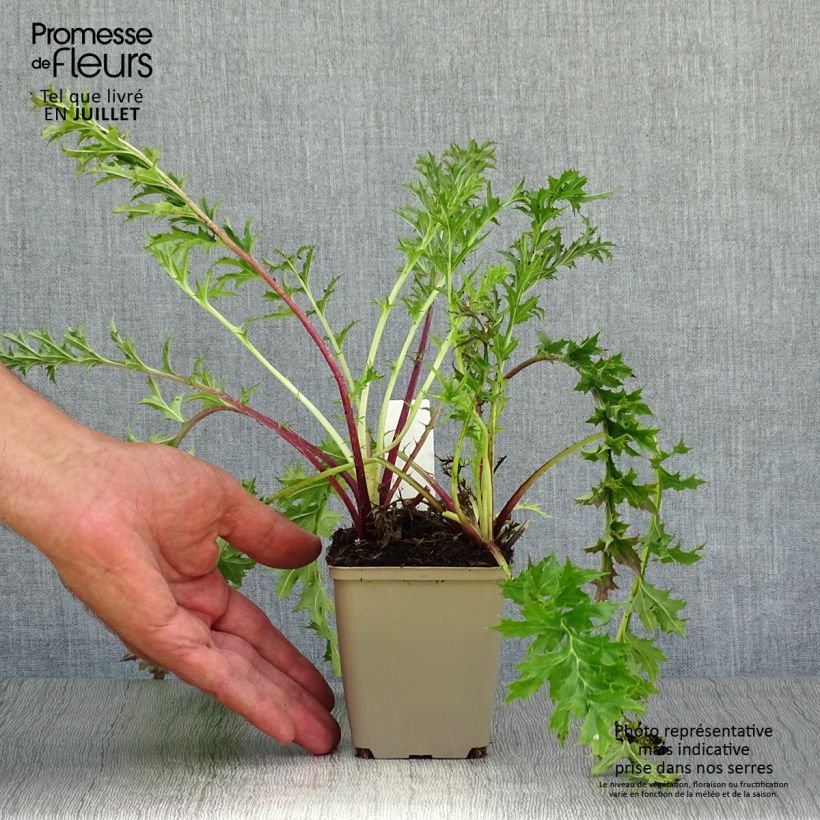 Carlina acaulis subsp. simplex 8/9 cm pot sample as delivered in summer