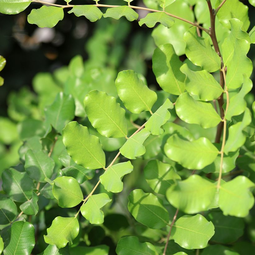 Ceratonia siliqua - Carob (Foliage)