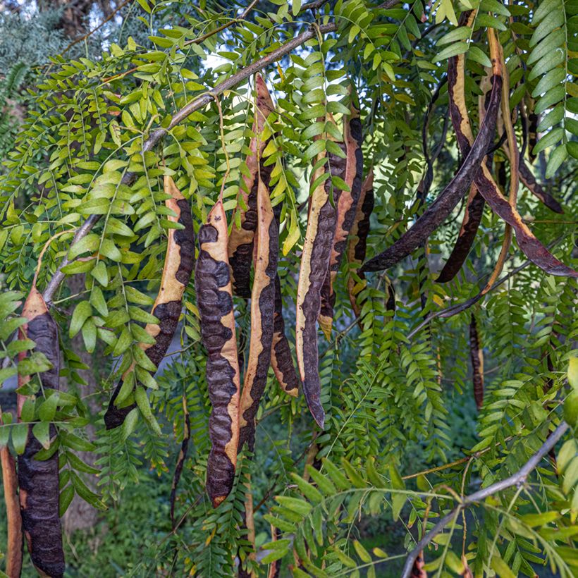 Ceratonia siliqua - Carob (Harvest)