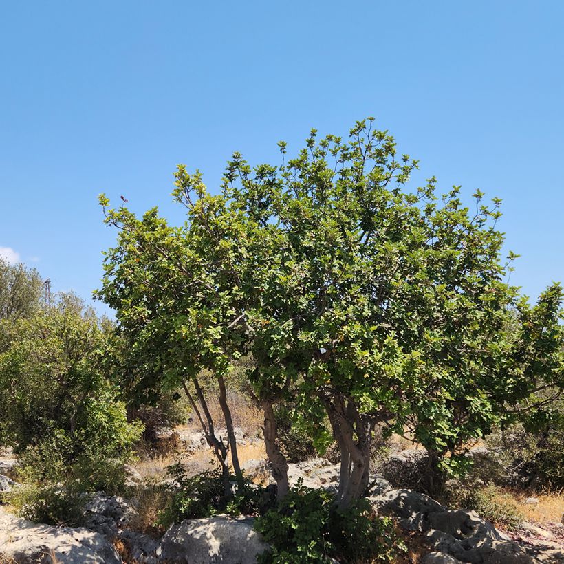 Ceratonia siliqua - Carob (Plant habit)