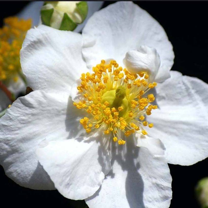 Carpenteria californica Bodnant (Flowering)