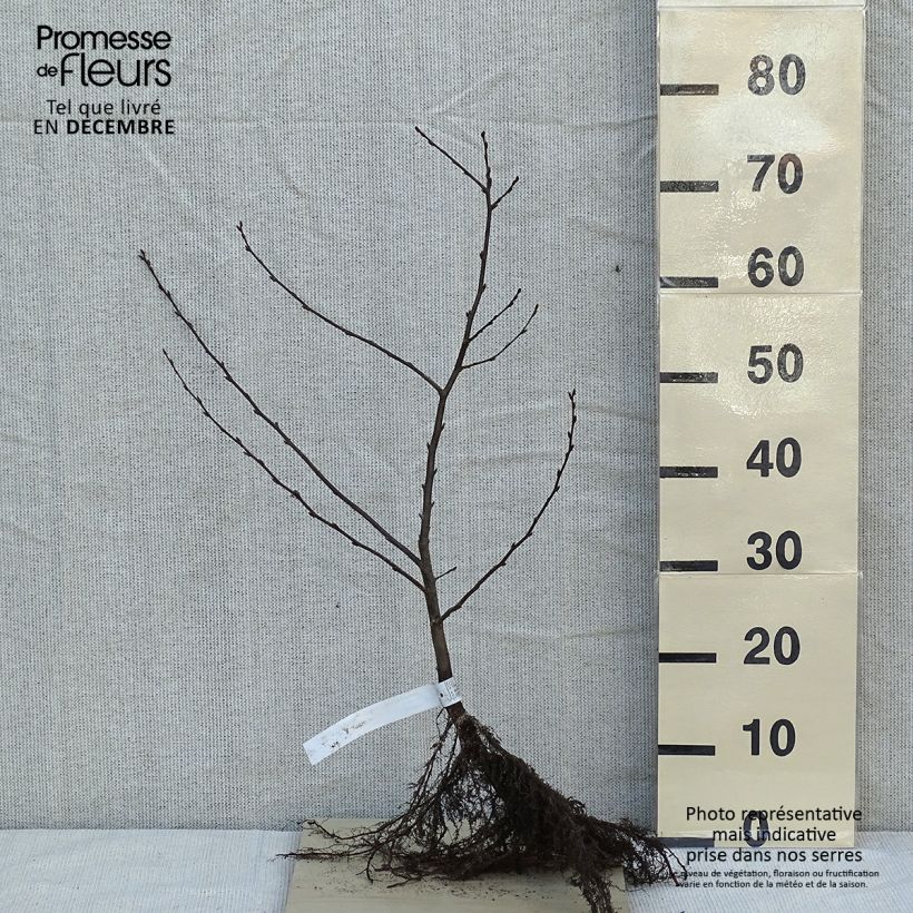 Carpinus betulus - Hornbeam sample as delivered in winter