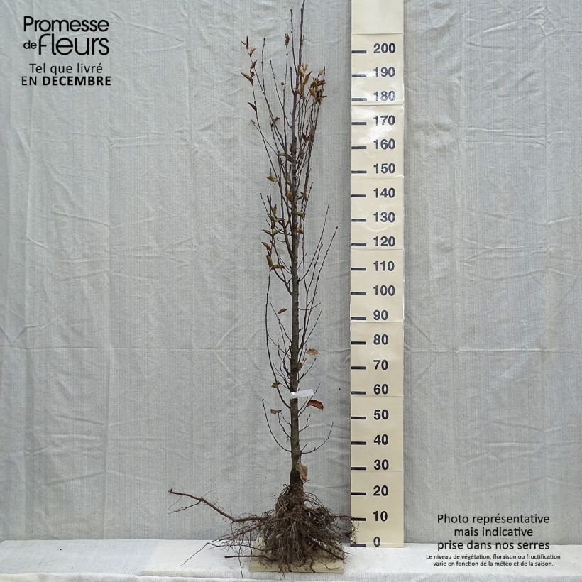 Carpinus betulus Fastigiata - Hornbeam sample as delivered in winter