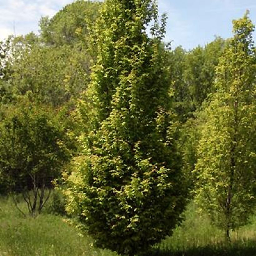 Carpinus betulus Lucas - Hornbeam (Plant habit)