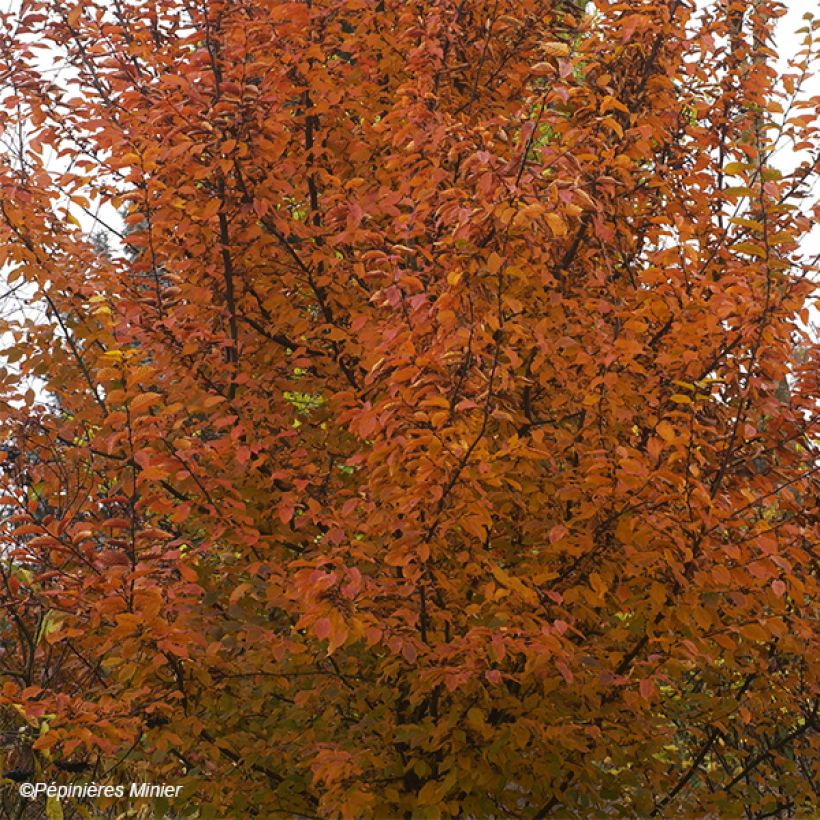 Carpinus betulus Orange Retz - Hornbeam (Foliage)