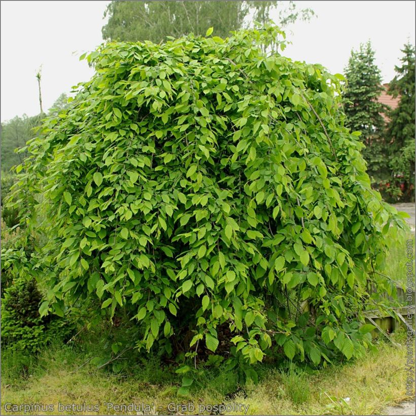 Carpinus betulus Pendula - Hornbeam (Plant habit)