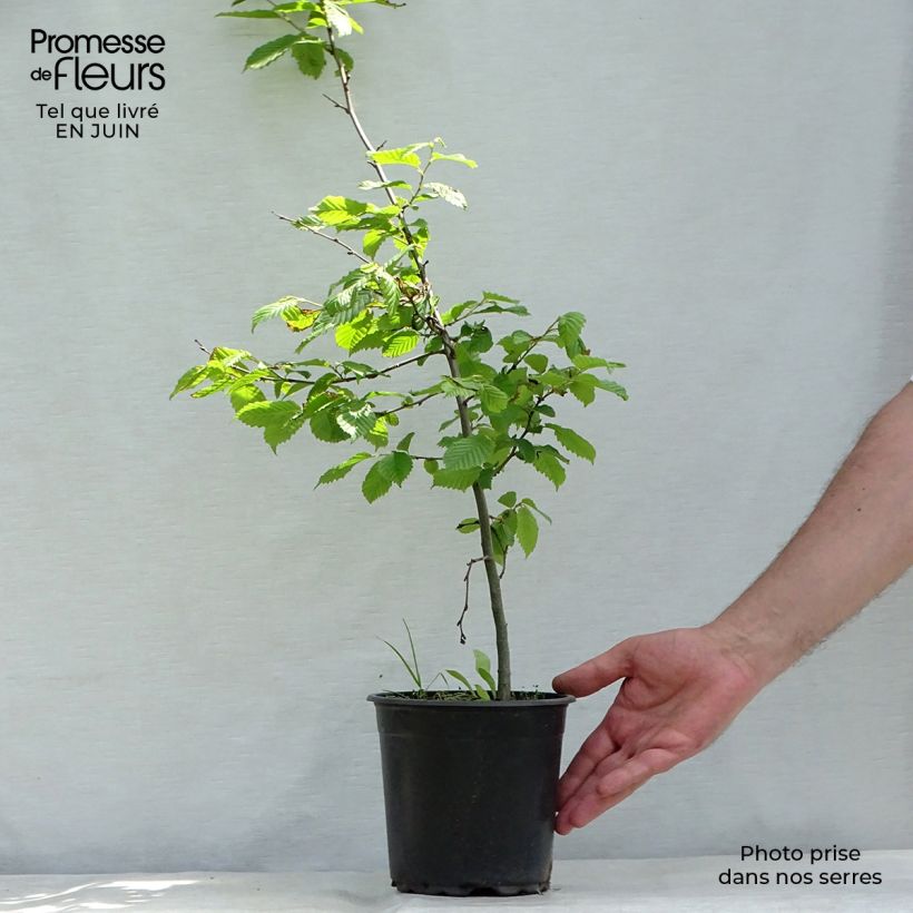 Carpinus betulus - Hornbeam 2L/3L pot sample as delivered in summer